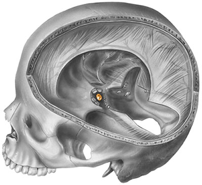 HGH and pituitary gland