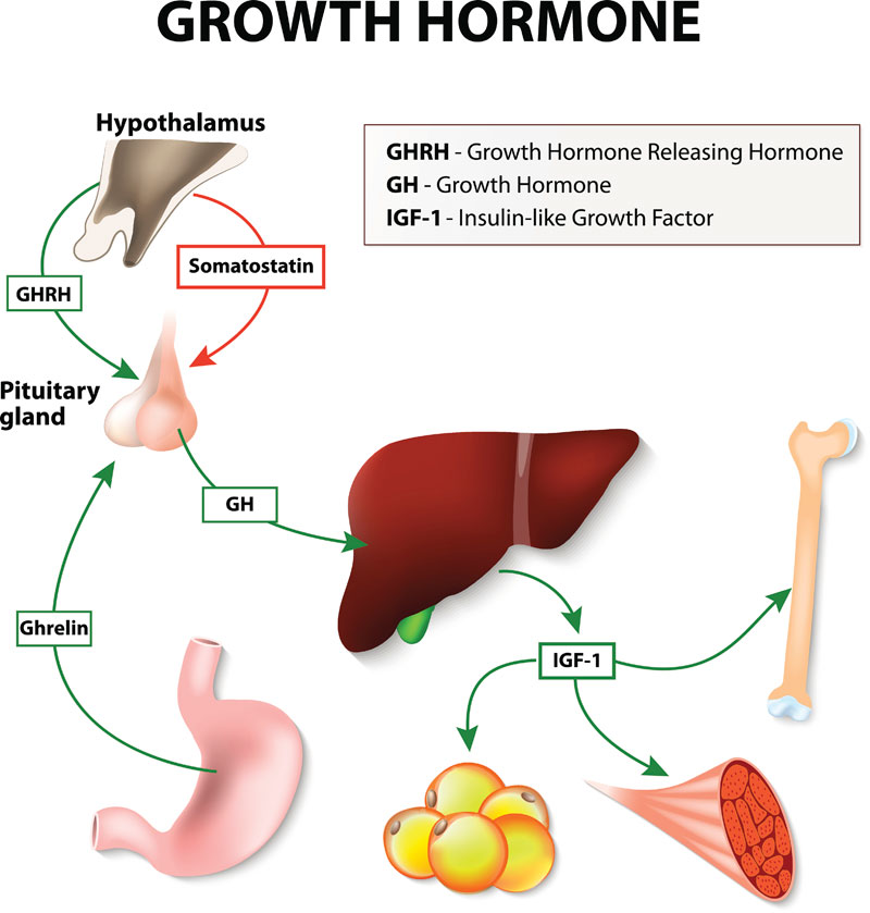 Understanding Human growth hormone (HGH)