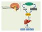 Does Sermorelin Work