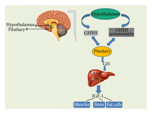 Does Sermorelin Work