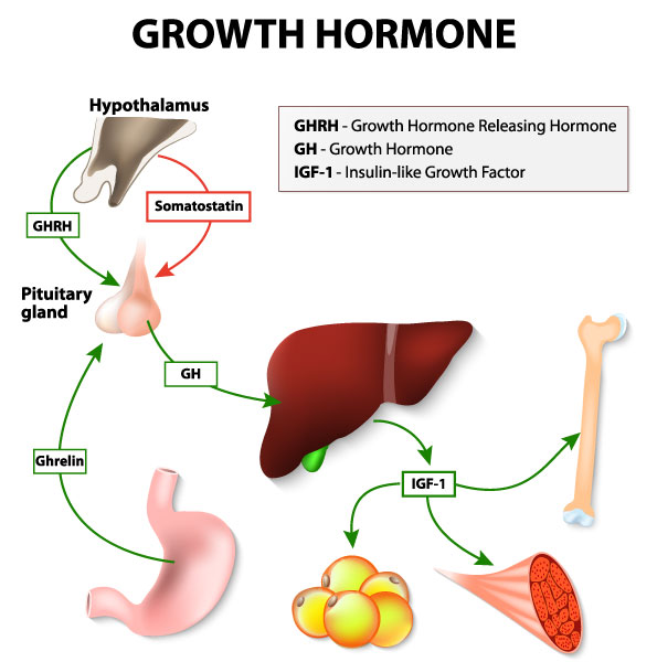 Growth Hormone Deficiencies Can Cause Serious Health Issues