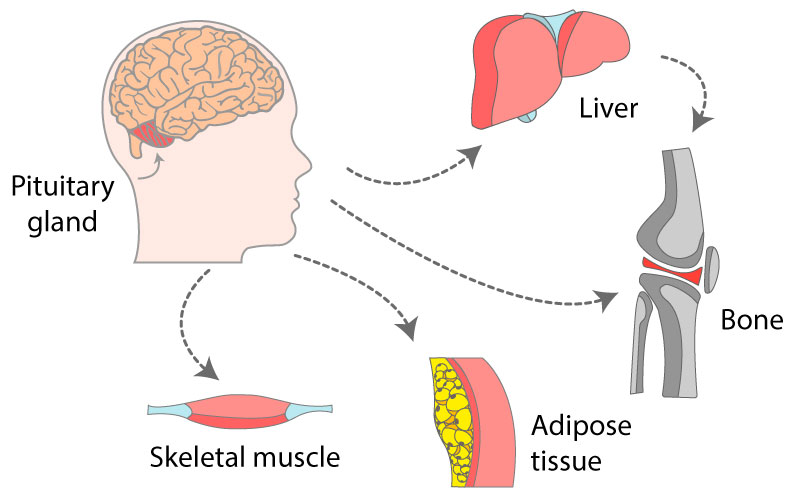 Exploring the Many Benefits of HGH Injections