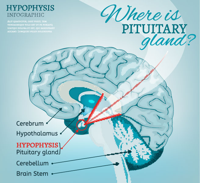 Normal HGH Levels and Diagnosing Growth Hormone Deficiency in Adults