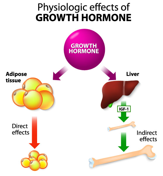 Physiologic Effects of Growth Hormone 