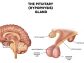 Understanding Growth Hormone Deficiency