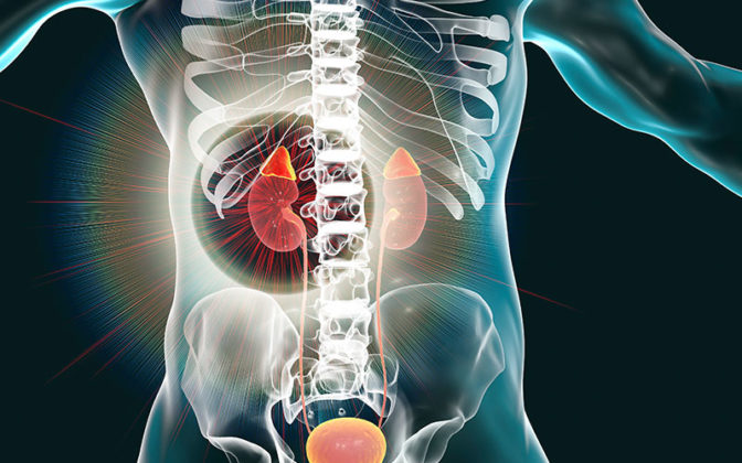 Adrenal Hormones