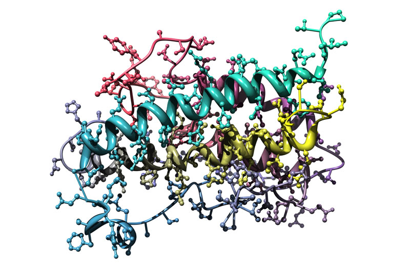 What Is the Purpose of Growth Hormone in the Human Body?